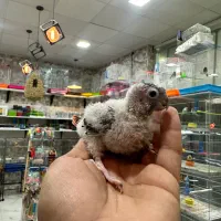 پت شاپ گلستان انواع پرنده و‌لوازم|پرنده|بیرجند, |دیوار