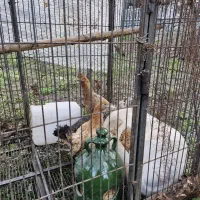 سه عدد مرغ محلی جوان