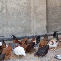 سلام چندونه مورغ وخروس فروشی|حیوانات مزرعه|شاهرود, |دیوار