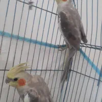 عروس هلندی
