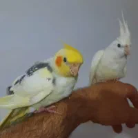 عروس هلندی لوتینو دوکت والبینو. ماده