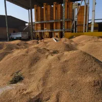 برنج عنبر بو دلپذیر کارون