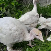 بوقلمون بیوتی