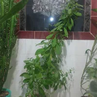 گل های سبز و زیبا