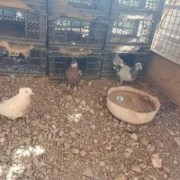 کبوتر  گمشده.           گ  م.            ن.  ش.  د