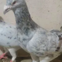 سار هفت رنگ خطی|پرنده|تربت‌حیدریه, اندیشه|دیوار