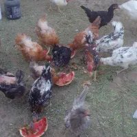 مرغ گلین لری