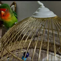 گمشده