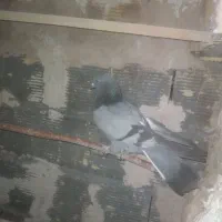 کفتر اصفهانی|پرنده|خمینی‌شهر, |دیوار