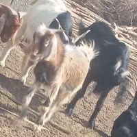 فروش گوسفند