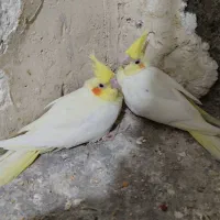 جوجه سرلاکی