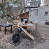 نژاد پامر جیبی و پامر معمولی|سگ|کرج, اسلامآباد|دیوار