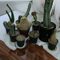 کاکتوس