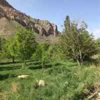 باغ فروشی واقع در روستای مهاباد( فیروزکوه)|فروش دفتر صنعتی، کشاورزی، تجاری|فیروزکوه, |دیوار