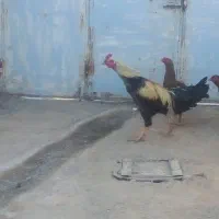 خروس لاری اصیل|حیوانات مزرعه|تربت جام, جلگه موسی آباد|دیوار