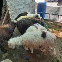 ۷عدد بره نر|حیوانات مزرعه|آغاجاری, |دیوار