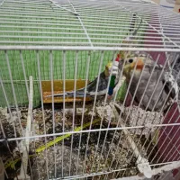 عروس هلندی|پرنده|شاهرود, |دیوار