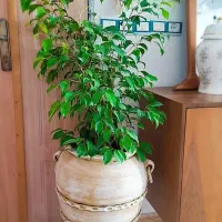 گلدان پتینه390 هزار تک به قیمت عمده