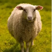 قصابی حرفه ای بز و گوسفند در محل