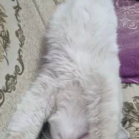 گربه رایگان پرشین