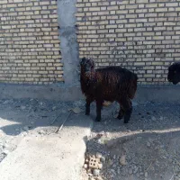 بره