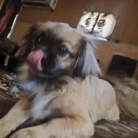 پنج عدد توله کمیاب پیکینز نر و ماده|سگ|اهواز, کیانپارس |دیوار