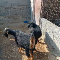 ۲بز جوان داشتی