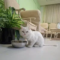 گربه پرشین اسکاتیش