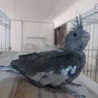 جوجه عروس هلندی
