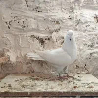 10 تا کفتر خوب|پرنده|قرچک, زیبا شهر|دیوار