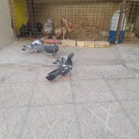 چندعدد کفتر سینهای|پرنده|مهریز, |دیوار