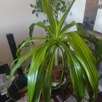 گل ذرتی|گل و گیاه طبیعی|صدرا-فارس, فاز ۱|دیوار