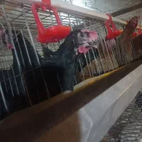 تخم مرغ محلی جهادی ارگانیک تازه روزانه|خوردنی و آشامیدنی|نیشابور, امام|دیوار