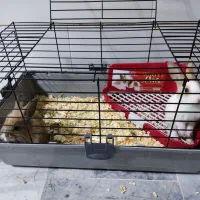 یک جفت بچه خرگوش بامزه با قفس|موش و خرگوش|قم, دروازه ری|دیوار