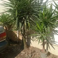 پالم ، یوکا ، یاس هلندی ، بابا آدم ، کاج ابلق|گل و گیاه طبیعی|اطاقور, |دیوار