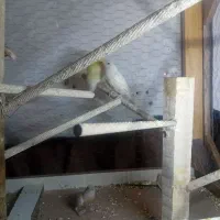 فنچ  گلدین|پرنده|تهران, شمیران‌نو|دیوار