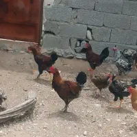 مرغ و خروس محلی