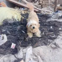 ۲ عدد سگ پاکوتاه 1500000تومن|سگ|مشهد, همت آباد|دیوار