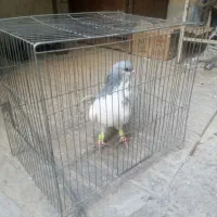 کفتر چادری گردن کلفت|پرنده|تهران, بروجردی|دیوار