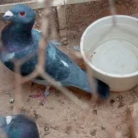 همش با هم مامله با یک جفت دم چتری|پرنده|کازرون, |دیوار