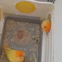 جفت مولد و دستی کوتوله برزیلی