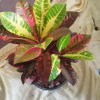 گل و گیاه|گل و گیاه طبیعی|مراغه, |دیوار