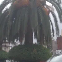 درخت نخل بسیار زیبا و سالم