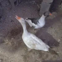 غاز نر دورگه قوغاز و ماده