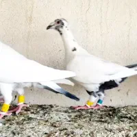 دسته کبوتر پلاکی زرد سرخ گوره سرور سبز گلی