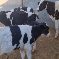 فروش گوساله نر