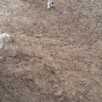 سلام بره نر  پوشی|حیوانات مزرعه|سرپل ذهاب, |دیوار