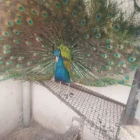 یک جفت طاووس هندی