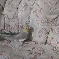 جوجه اهویی ونر ماده|پرنده|قزوین, |دیوار