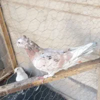 جوجه هفترنگ کاکلی وجوجه سفید کاکلی